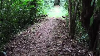 Costa Rica Pizote (White-nosed coati)
