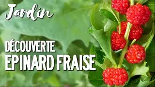 D&Eacute;COUVERTE : L'&Eacute;PINARD FRAISE AU JARDIN POTAGER BIO EN PERMACULTURE