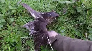 Falconry- hunting woodcock with a sparrowhawk