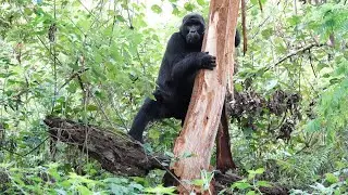 Series 1 : Episode 4 : Appointment with Engagi. Face to Face with Mountain Gorillas