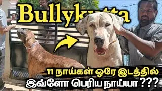 Biggest Heavy Size Bully kutta dog's | 11நாய்கள் ஒரே இடத்தில் | dog farm❤️