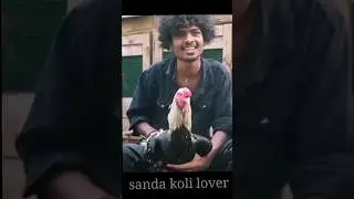 sanda koli lover💢 #sandakozhi#sandakoli#shorts #funny#reels  #seval#reels#comedy #aseel#rooster