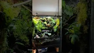 lighting makes all the difference #vivarium #terrarium #plants