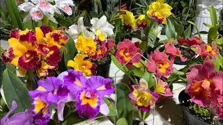 Lan cattleya, lan kiều đang nụ chơi Tết-0834608769- LAN RỪNG LÂM ĐỒNG