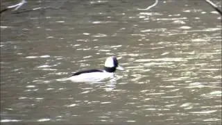 Bufflehead Duck At lake Surprise by Louis Balboa