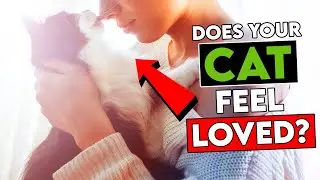 The 10 Acts of Love Your Cat Hopes to Receive From You