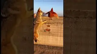 Wild Jackal Attacks Hen | Hen&rsquo;s Last-Second Escape on Heavy Wall | Real Farm Moment 4K