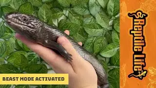 Melanistic Male Blue Tongues | Reptile Life Hoppers Crossing