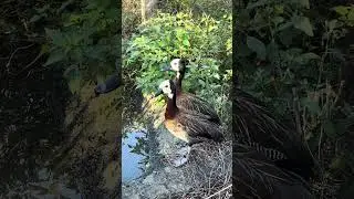 White-faced tree ducks