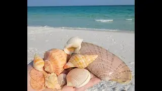 Snorkeling for shells Navarre Beach July 2021 VIRTUAL SHELLING