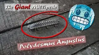The Giant Millipede =Polydesmus Angustus + Flat-backed Millipede=