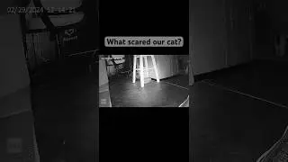 Spooked cat! Dust or ghost orbs? #shorts #paranormal  #cats #ghosts #orbs #scary