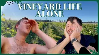 A Hard Week on the Vineyard | A Songwriter&rsquo;s NZ Van Life Diaries - Ep 12