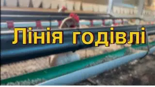 Автоматична лінія годування курей ВЛАСНОРУЧ