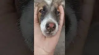 Street Dog Puppies Feed Tike Cute Dog Videos 🐶