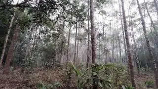 Survey tanaman meranti - Uji Progeny di PT. Sarpatim