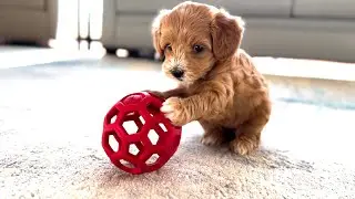 Precious Puppies 2024