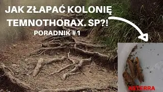 Jak złapać kolonię mrówek Temnothorax. Sp?!