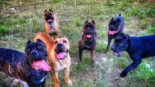 Cane Corso tries to dominate her way to the top of the Pack