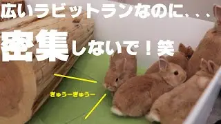 【過去最大級】広いラビットランを作って、沢山のうさぎさんと遊んだよ✨