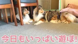 【シェルティ】今日もいっぱい遊ぼ🐾【ワンプロ楽しいね】