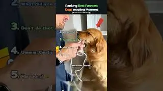 Ranking Best Funniest Dogs Reacting Moments 🐶😂 (You Won&rsquo;t Stop Laughing) #shorts #dog #funnydogs