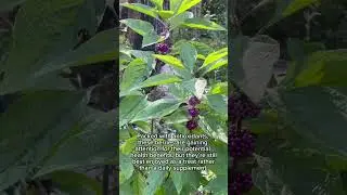 These Gorgeous Purple Berries Have a Secret Superpower! #WildEdibles #NaturalRemedies #BugRepellent
