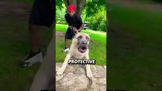 Top 3 Dog Breeds With the Strongest Bite😱