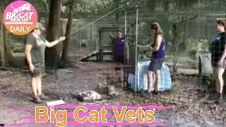 Big Cat Vets~ Catching Running Bear Bobcat. part 1~ 6.3.2019