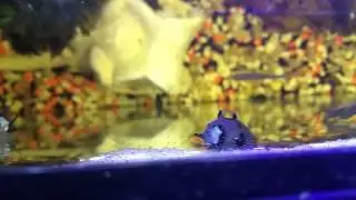 Horned nerite snails