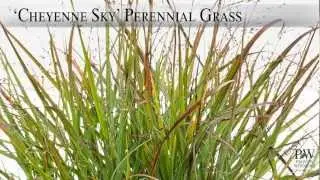 Cheyenne Sky Panicum | Vibrant Red Switch Grass by Proven Winners&reg;