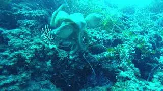 Accouplement de  Poulpes en plong&eacute;e &agrave; la Pointe Escampo Barriou Giens