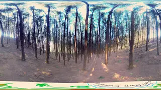 Pine forests of Vagamon | 360 degree video