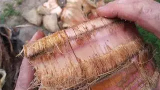 Palm Tree ( inspection)
