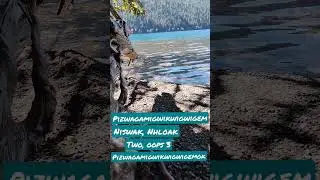 Wild Ducks: Indigenous Abenaki Language Translation🦆#abenaki #wabanaki #languageback #wildlife