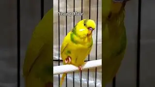 How to tell male of female budgie? 🧿🤔#budgieworld #parakeet #pets #shorts