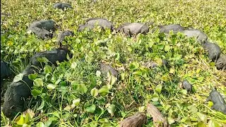 most amazing moment of wild animal pig