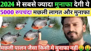सबसे ज्यादा मुनाफा देगी ये मछली🤑🤑 ।। कभी पालन करके देखें ||Roopchanda fish farming ||fish farming