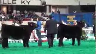 Show Center Steer Show 2013 NAILE