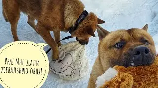 Дали Псу Кубику подушеньку совы Ёлки, а он как начал всё гнуть и ломать! Сова в шоке!