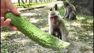 Mountain Monkey - Do you like Bitter Gourd ?