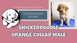 Snickerdoodle- Orange (previously light blue) collar male