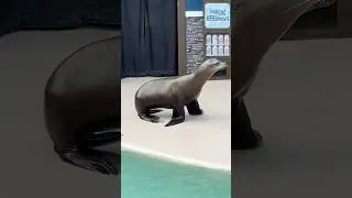 Sea Lion vs Seal Walking on Land
