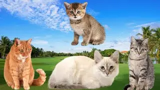Cats Kitten Sounds Effects with Video: Cat sound effects, Angry Cat Meowing Sound, Cute Cat Sound