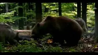 Wolf vs bear
