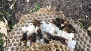 QUE FONT LES FRELONS AU CŒUR DE L' HIVER ?