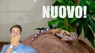 Mi hanno REGALATO un GECO LEOPARDINO! *Il mio NUOVO Leopardino*
