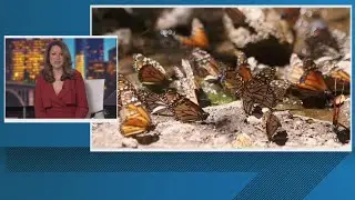 Where are all the butterflies in the US? Study says they are disappearing at an alarming rate