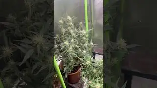 Same Genetic, different Pheno 🌿#medicine #spain #cannabiscommunity #flower #autoflower #grow