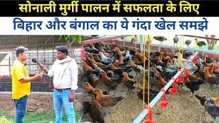 सोनाली मुर्गी पालन में बिहार और बंगाल का खेल समझिए । sonali murgi palan